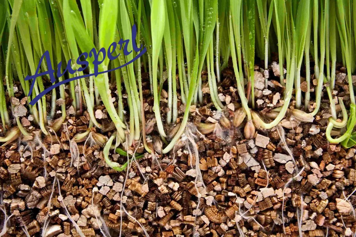 Expanded Vermiculite in Growing Media: Benefits for Growers