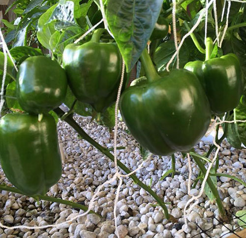 Pumice Horticulture