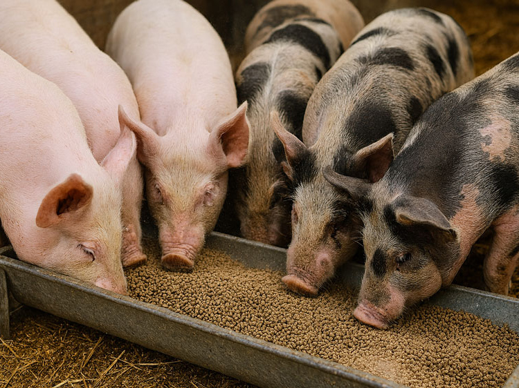 Pigs-85 Pigs-85