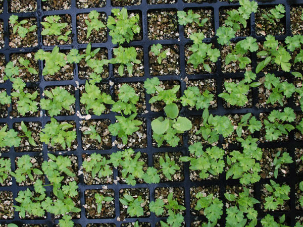 Seedling-Plugs Seedling-Plugs